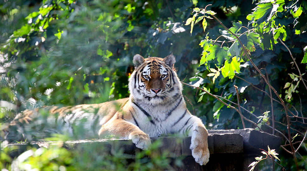 A relaxed looking tiger in Port Lympne Wild Animal Park in Kent, UK.